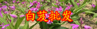 小白芨多少錢一斤？2020年種植前景怎樣？