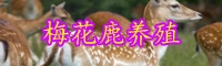 “珍稀動物”梅花鹿養(yǎng)殖方法介紹！