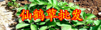 薔薇科植物“仙鶴草”能降血糖嗎？種子價(jià)格多少錢一斤？