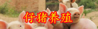 仔豬價(jià)格行情怎么樣？養(yǎng)殖技術(shù)有哪些？