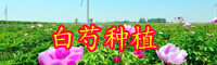 “女科之花”白芍產(chǎn)自哪里？畝產(chǎn)多少斤？