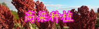 面對(duì)產(chǎn)業(yè)集中度低、種植戶數(shù)量眾多的國(guó)產(chǎn)高粱，機(jī)遇在哪里?