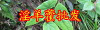 淫羊藿多少錢一斤？泡水喝有什么好處？