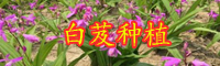 云南小白芨多少錢一斤？2020年種植前景如何？