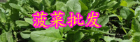 云南菜的別名叫什么？今日價(jià)格是多少錢一斤？