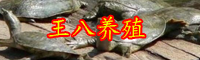 云南甲魚(yú)苗價(jià)格多少錢(qián)一只？甲魚(yú)苗怎么挑選？