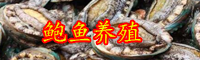 云南鮑魚賣出白菜價(jià)是啥情況？一只賣多少錢？