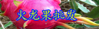 云南“長壽果”火龍果一年開幾次花？結(jié)幾次果？