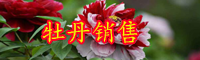 云南牡丹花苗價(jià)格多少錢一棵？什么時(shí)候種植？