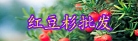 云南淺根植物紅豆杉樹苗多少錢一棵？怎么種植和養護？