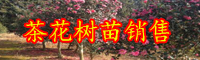 云南茶花樹(shù)苗多少錢一棵？一般什么時(shí)候開(kāi)花？