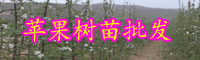 云南蘋果樹苗多少錢一棵?栽植后幾年結果?怎么種才高產?