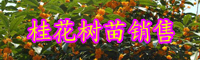 云南桂花樹什么時候開花?多少錢一棵?