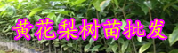 云南黃花梨目前市場(chǎng)價(jià)格多少錢(qián)一斤？現(xiàn)在黃花梨樹(shù)苗多少錢(qián)一棵？