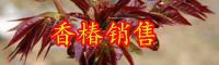 云南楝科香椿樹(shù)長(zhǎng)什么樣子？