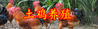 土雞飼養(yǎng)四季管理方法技術(shù)性詳細(xì)介紹！