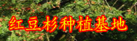 “綠色植物熊貓幼崽”紅豆杉種子多少錢一斤？附種子的種植技術！