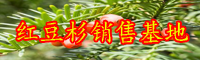 “綠色植物金子”紅豆杉如何養？常見問題有什么？