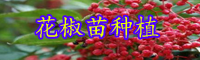 “香辛調(diào)味品”青花椒如何種？栽種經(jīng)濟(jì)效益如何？