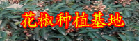 花椒的作用與功效有什么？花椒水能夠治痔瘡嗎？會造成負作用嗎？（附服用忌諱）