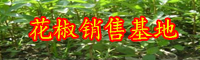 蕓香科綠色植物野花椒能吃嗎?價(jià)格行情多少錢(qián)一斤?有哪些作用和功效?