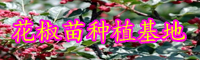 “蕓香科”花椒樹(shù)有哪些病害？病發(fā)病癥是啥？預(yù)防方式有什么？