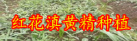 黃精的銷售市場(chǎng)價(jià)格多少？泡茶喝的作用有什么？