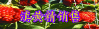 黃精栽種一畝項目投資是多少成本費？種植前景怎樣？