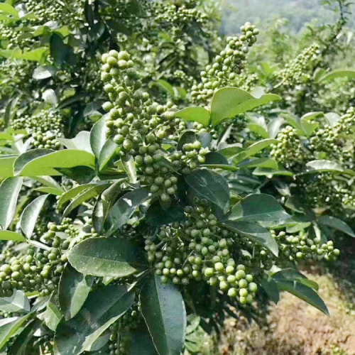 云南花椒樹修枝季節，重樓花椒苗修剪技術方法，