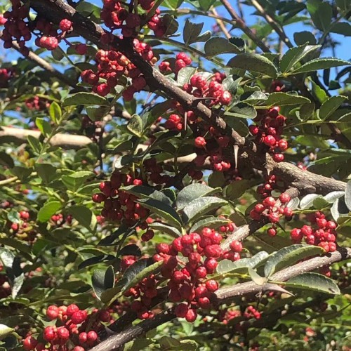 云南貴州四川花椒樹*種植技術(shù),最佳花椒種植季節(jié)？每畝地多少花椒苗適合