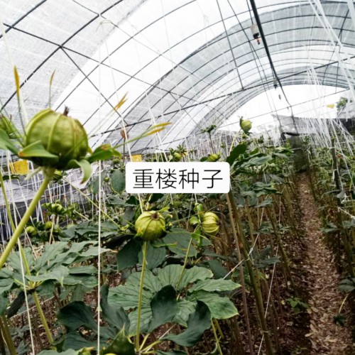 重樓（七葉一枝花）*的種植技術及病蟲害防治方法介紹！