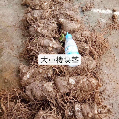 云南省下半年有潛力的藥材品種介紹_重樓苗圃值得參考