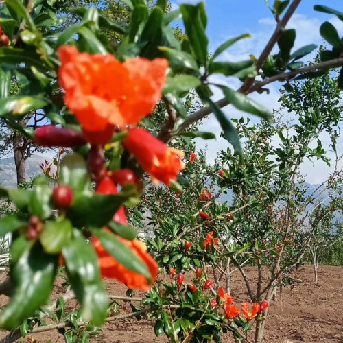 石榴(軟籽)種植經濟較高的五大品種介紹！ 紅石榴、黃石榴