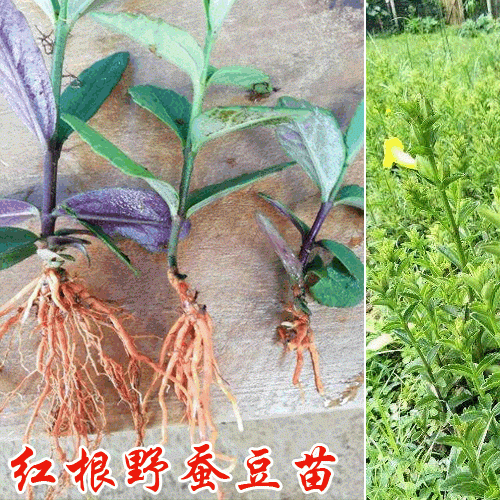 哪里有賣紅根野蠶豆 紅根野蠶豆一棵多少錢