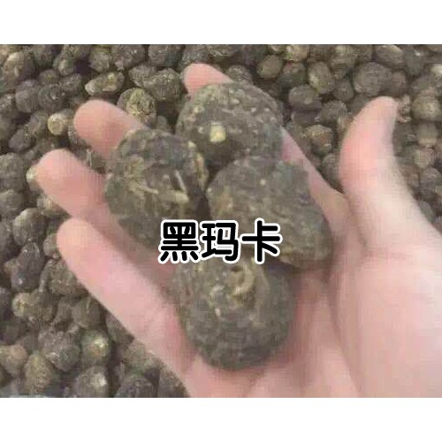 2020年黑瑪咖多少錢一斤？黑瑪咖種植前景