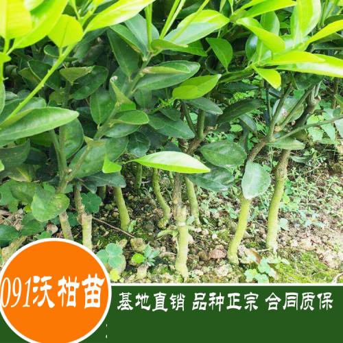 2020年091無核沃柑苗多少一斤？091無核沃柑苗種植前景