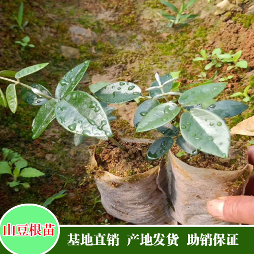 苦參價格_種苦參賺錢種植前景及市場價格行情如何？