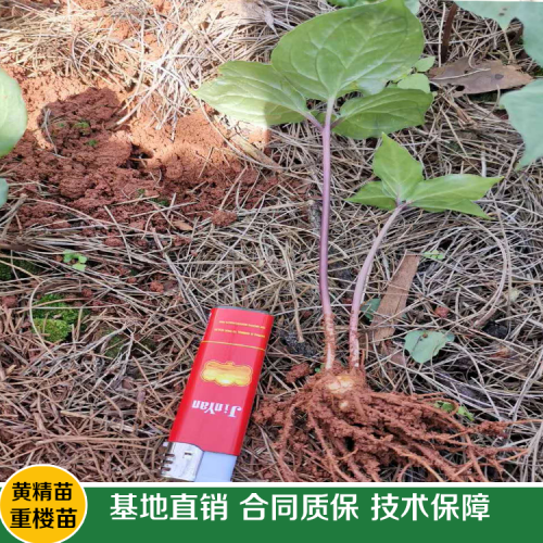 重樓種苗廠家直銷需要多少錢一株？何時種植好呢？