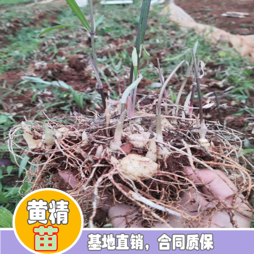 黃精怎樣栽種？黃精種植種植技術 黃精種植照片