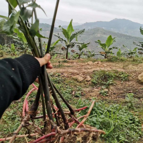 春砂仁種植技術(shù)與管理方法