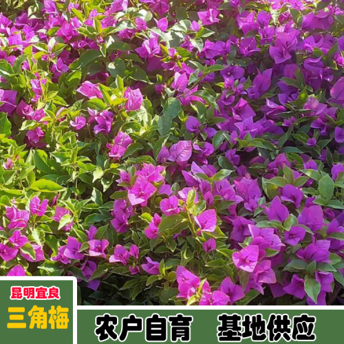 三角梅掉花是怎么回事？將會(huì)澆灌過(guò)多