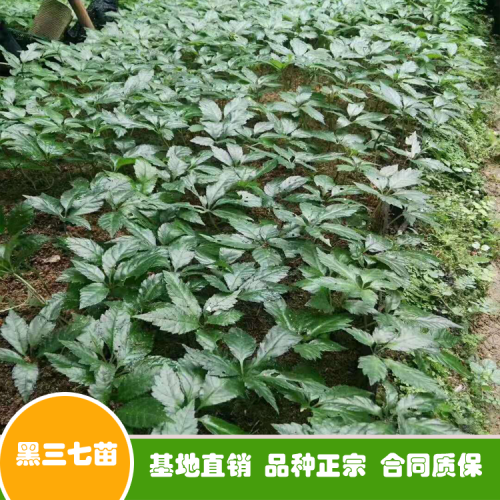 三七種子多少錢一斤？買回去怎么種植好？