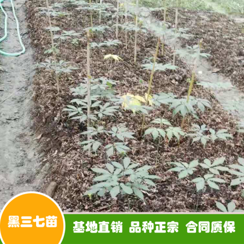 三七花和三七粉如今價錢多少錢一斤？可否用于泡水喝？