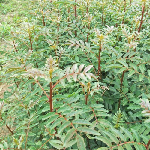 文山花椒苗多少錢一棵?適合文山地區種植花椒苗  一般一畝花椒苗栽多少棵?