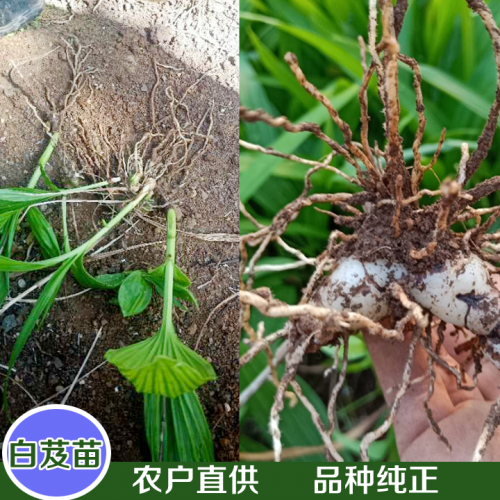 優(yōu)質【白芨】種苗◆紫花三叉白芨種苗銷售