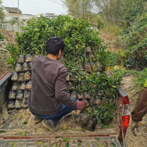 沃柑什么地方能夠 栽種？栽種兩年盛開？畝產量是多少Kg？附增產種植技術