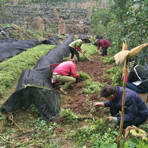 六盤水適合種植三葉青嗎_中藥材三葉青有哪些益處