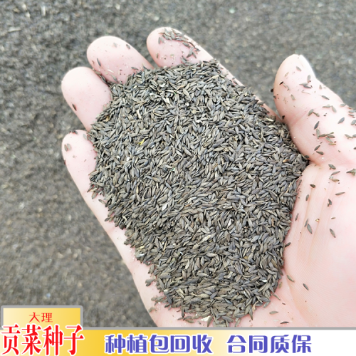 保山干貢菜價(jià)格_貢菜價(jià)格多少錢一斤