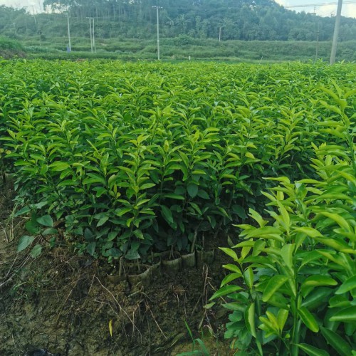 防城港芒果種植一畝需要多少苗_芒果種植的方法及效益