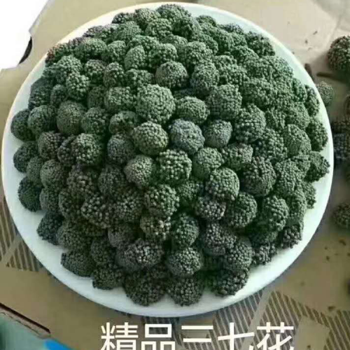 三七花|安徽三七花批發銷售價格